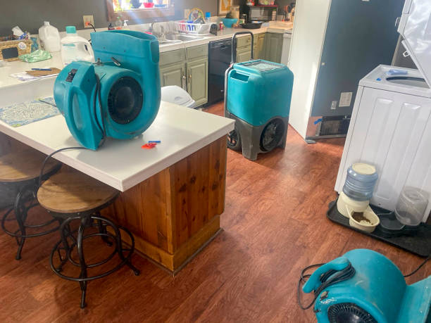 Best Mold removal after water damage  in Lenoir City, TN